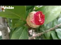 Lagu KUNCUP KUNCUP BUNGA CAMELIA JAPONICA ❓❓#tanamanhias 
