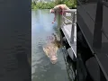 Download Lagu Absolutely Massive Crocodile 🐊 #shorts #animals #reptile #giant #dinosaur #zoo #crocodile