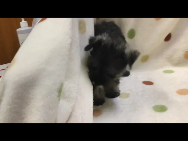 動画