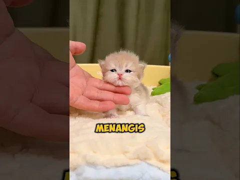 Kucing Ini Menangis Karena Tak Bisa Makan… Ternyata Alasannya Bikin Terharu 🥹🐱