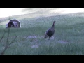 Best Wild Turkey Hen Calling and Yelping 2