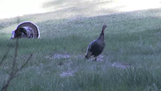 Best Wild Turkey Hen Calling and Yelping 2