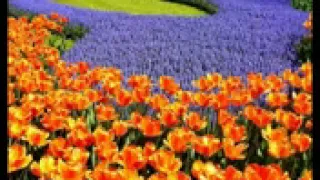 Akbar Nikzad غزل بینمت هر جا روم 