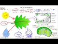 Photosynthesis Graphic Organizer Notes