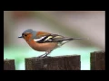 Download Lagu common chaffinch (Fringilla coelebs) sound / صوت الصلنج