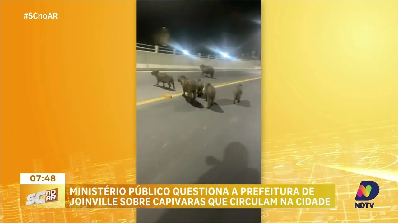 Ministério Público questiona prefeitura de Joinville sobre capivaras que circulam na cidade