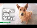 30 Unique Brown Dog Names Male And Female with meaning 2021 Pet Names