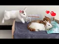 So funny! The female rabbit fell in love with the cat! The male rabbit was very angry but helpless!