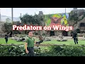 Download Lagu Predators on Wings @ Mandai’s Bird Paradise | Singapore’s New Bird Park