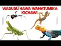 Lagu TAHADHARI !! USIUE WADUDU HAWA UKIWAONA NYUMBANI KWAKO.... 