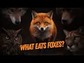 What Eats Foxes The Top Fox Predators