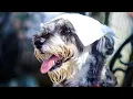 Are there Miniature Schnauzer rescue organizations