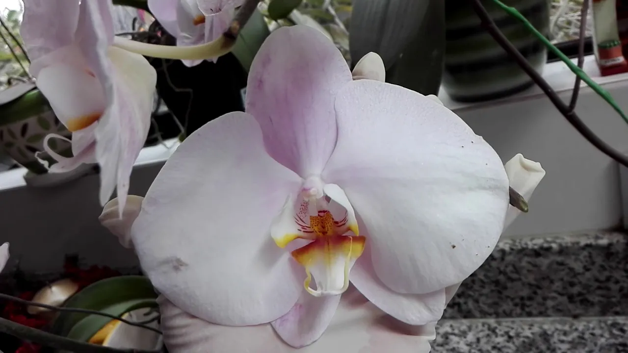 COMO OBTENER FLORES MAS GRANDES EN ORQUIDEA PHALAENOPSIS