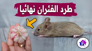 طرد الفئران 🤫 تدابير منزلية تساعدك على التخلص من الجرذان في البيت (بدون تعب)