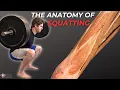 Why You Should Squat