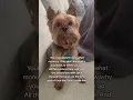 Download Lagu “The Happiest Part of a Dog’s Day 🐾❤️ | Yorkie Love” #DogShorts #YorkieLife #DogLovers #pets #cute