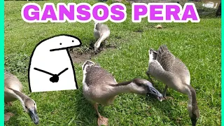 Gansos Africanos ¡CABEZA DE PERA!