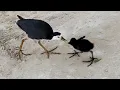 Download Lagu White Breasted Waterhen Baby Eating Wheat