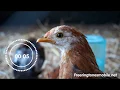 Funny Ringtone 2018 Chicken Hard Bass Ringtone Freeringtonesmobile net