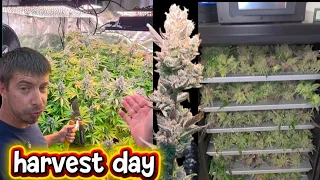HARVEST DAY GREASE TRUCK CHOCOLATE TRUFFLE SHUFFLE DOSSIDOS