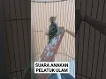 Download Lagu BEGINI SUARA ANAKAN PELATUK ULAM