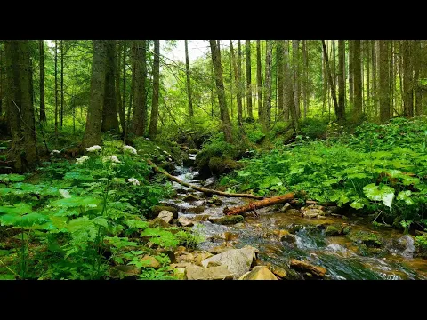 Download MP3 The sound of a river that melts your brain, the voice of a bird [study, sleep, relaxation, ASMR]