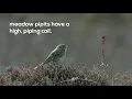 Download Lagu How to...Listen to the upland dawn chorus (Meadow pipit)