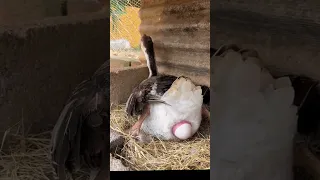 وزة تضع بيضة دندنها