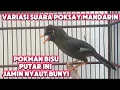 Download Lagu MACAM MACAM SUARA POKSAY MANDARIN GACOR PALING PASS UNTUK PANCINGAN DAN PIKAT