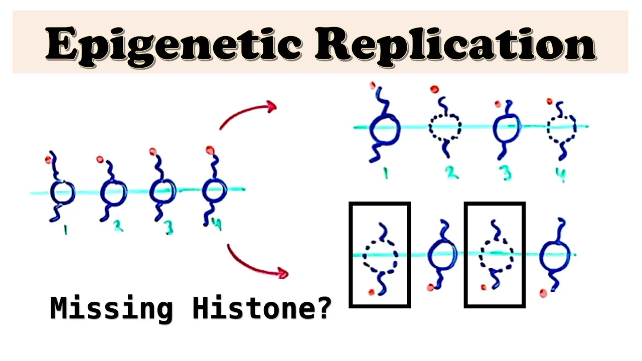 Epigenetic Replication during DNA Replication - Replicating histones and DNA methylation