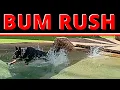 German Shepherd Goes At People AND Dogs One Correction For Both