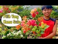 Download Lagu Beli 1 Pohon, Dapat Banyak Warna ‼️ Sepil Lengkap Tanaman Bougenville Berikut Harganya