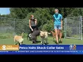 Petco Stops Selling Shock Collars
