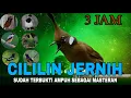 Download Lagu Animasi Masteran Cililin Suara Jernih Durasi Panjang Sudah Terbukti Cepat Masuk
