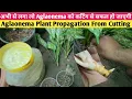 Download Lagu ऐग्लोनेमा को कटिंग से कैसे Propagate करें🤩Aglaonema Plant Propagation From Cutting👍