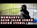 Download Lagu JALAK SUREN GACOR  MENGATASI JALAK SUREN MACET BUNYI AGAR JADI GACOR STABIL #jalaksurengacor