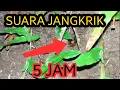 Download Lagu SUARA JANGKRIK 5 JAM NONSTOP
