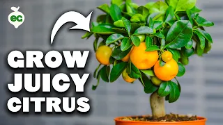 How To Grow PERFECT Citrus In Containers