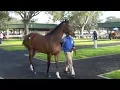 Ocala Breeders Sales