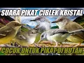 Lagu SUARA PIKAT CIBLEK KRISTAL | COCOK UNTUK PIKAT DI HUTAN