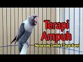 Download Lagu Suara Burung Lovebird Ngekek Panjang, TERAPI AMPUH Memancing Lovebird Agar CEPAT BUNYI