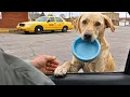 Starving Dog Carried Empty Bowl Until This Happened