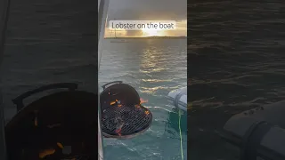 Lobster on the boat! 🇧🇸 #shortvideo #travel #lobster #dinner #food
