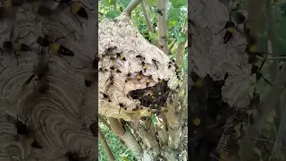 لماذا يجب عليك ألا تدمر عش الدبابير أبد ا   دبور  طبيعة  خطير دندنها