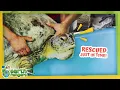 26 Sea Turtles Saved From Poachers! | Earth Rangers