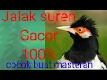 Download Lagu Jalak suren super gacor power keras