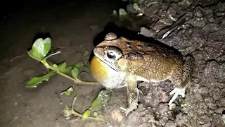 download relaksasi suara nyanyian kodok mengantarkan tidur anda menjadi lebih berkualitas