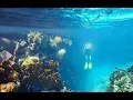 Download Lagu SNORKELING IN PULAU PAYAR MARINE PARK, LANGKAWI