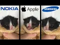 Download Lagu Kitten Meows but famous phone ringtones