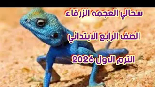 سحالي العجمه الزرقاء الصف الرابع الابتدائي الترم الاول 2026 